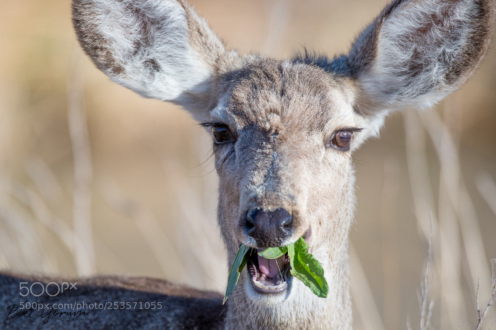 Nikon D500 sample photo. Rocky mountain mule deer photography