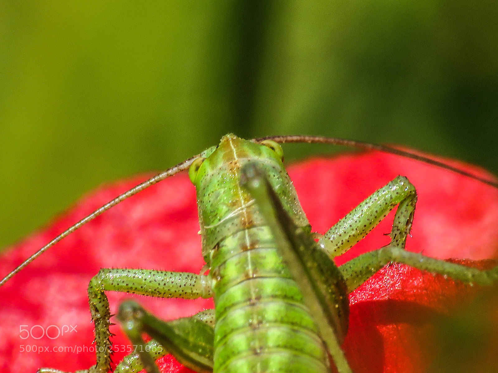 Canon PowerShot SX540 HS sample photo. Green grasshopper photography