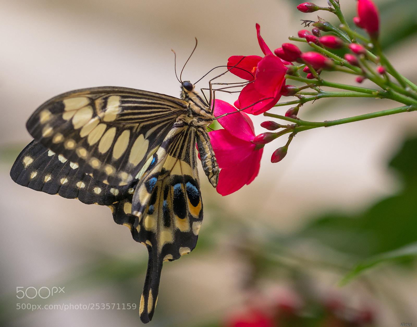 Nikon D7100 sample photo. Butterfly photography