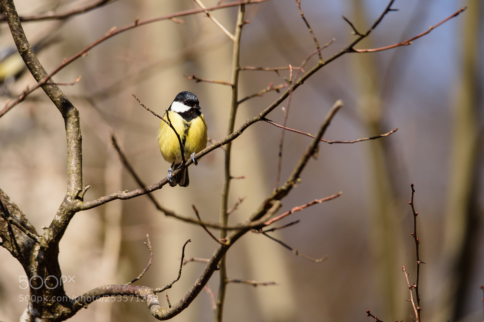 Nikon D4S sample photo. Spring arrives photography