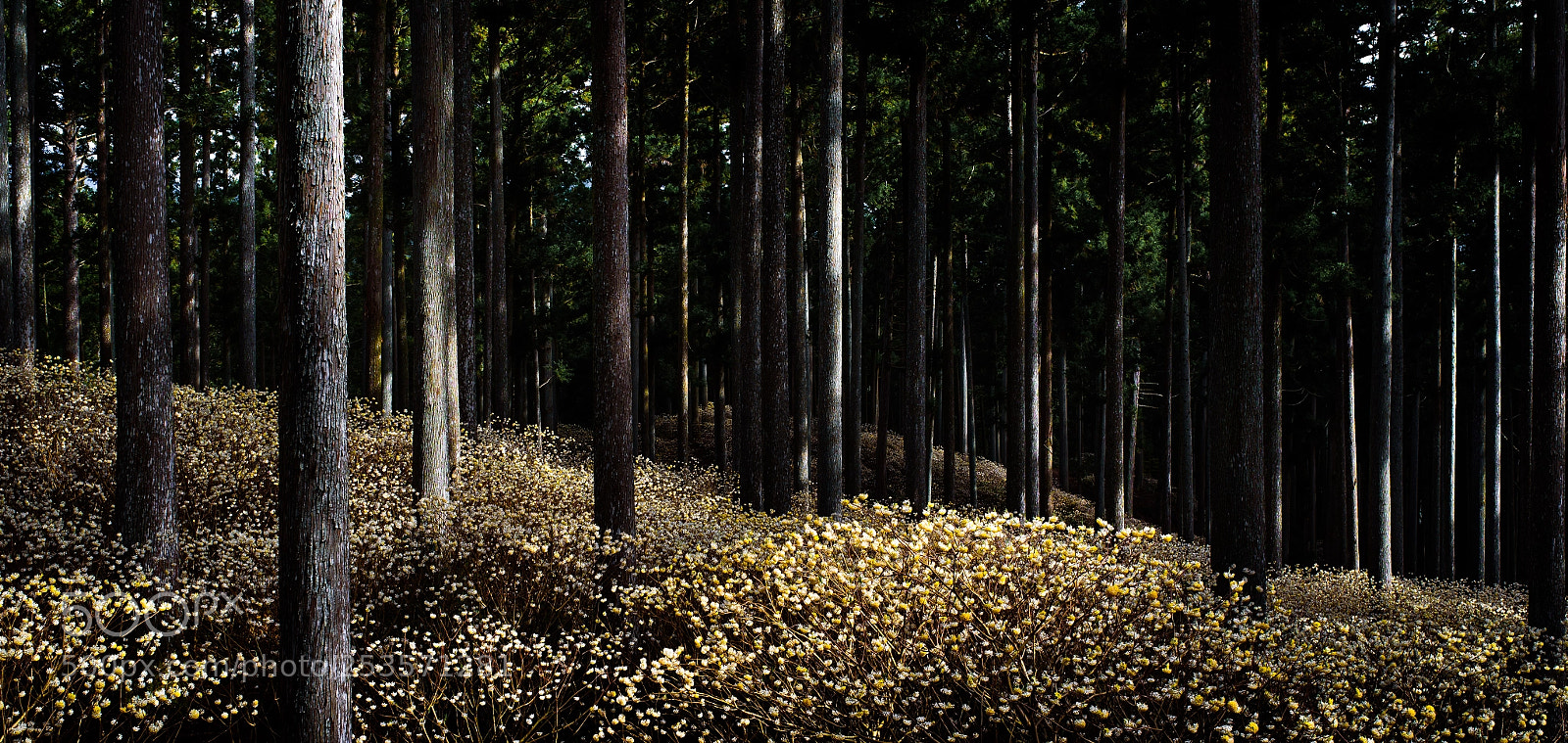 Nikon D750 sample photo. Edgeworthia chrysantha photography