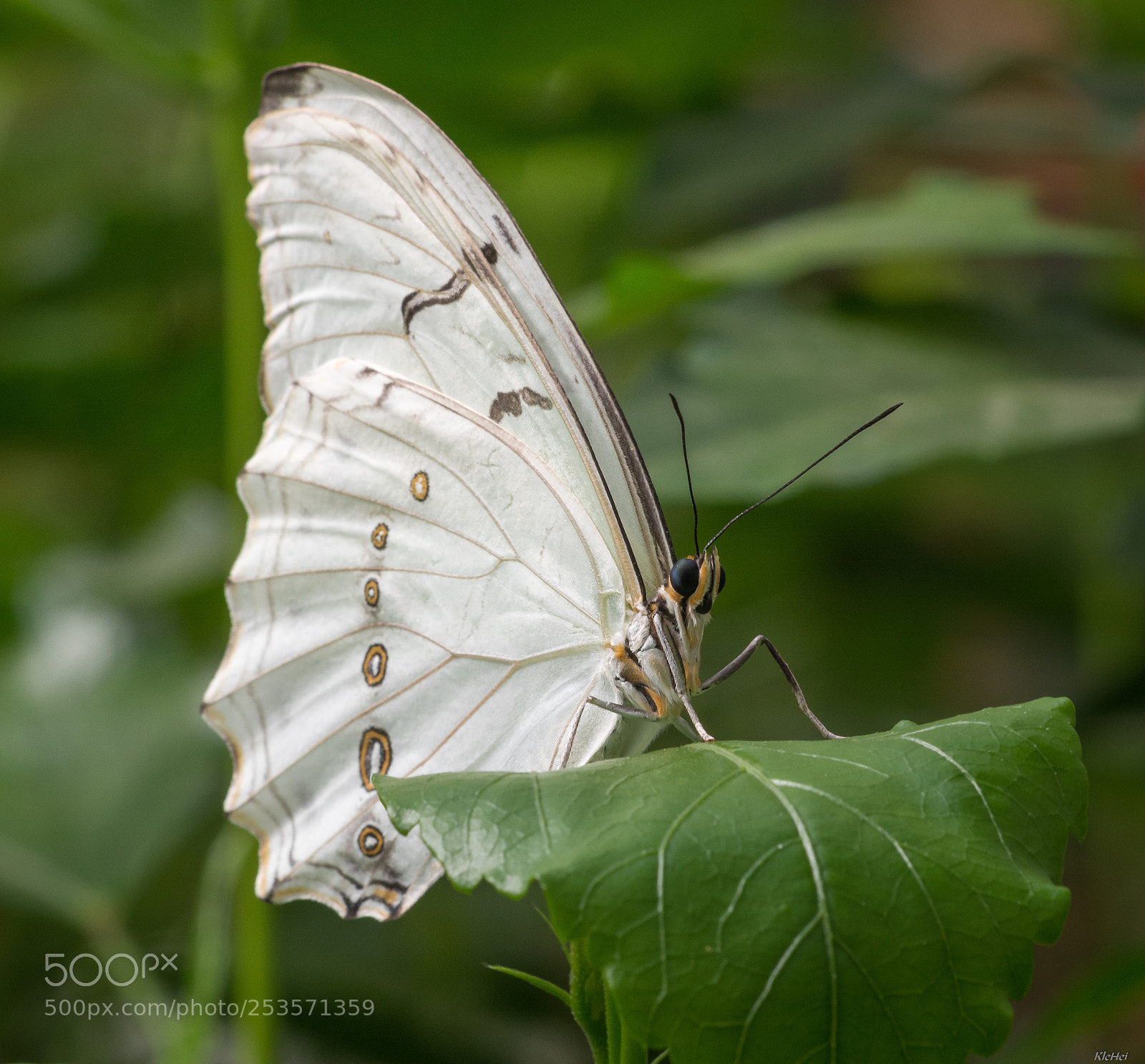 Nikon D7100 sample photo. Weisser morpho polyphemus photography