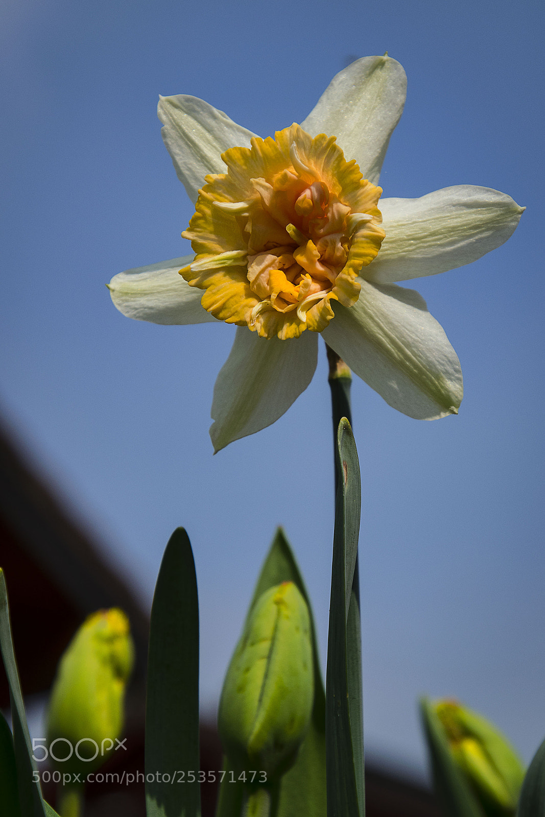 Nikon D3300 sample photo. Narcissus 'petit four' photography