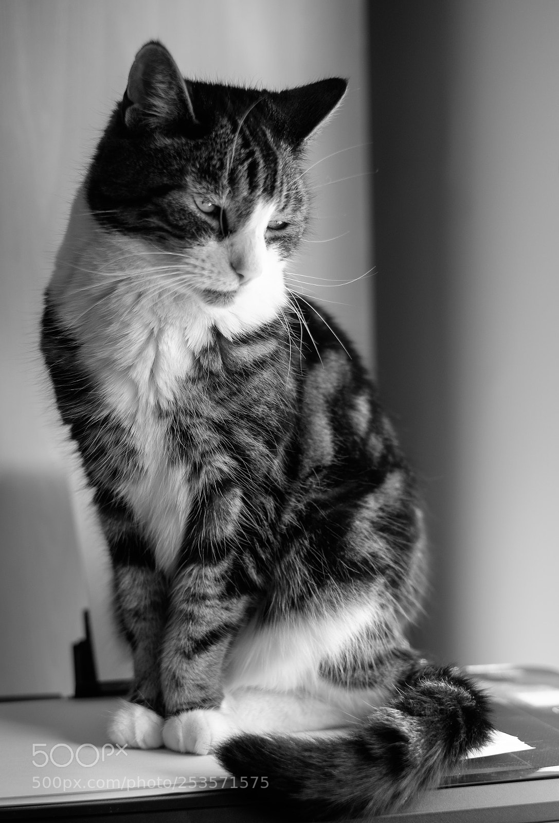Fujifilm X-T10 sample photo. Max photography