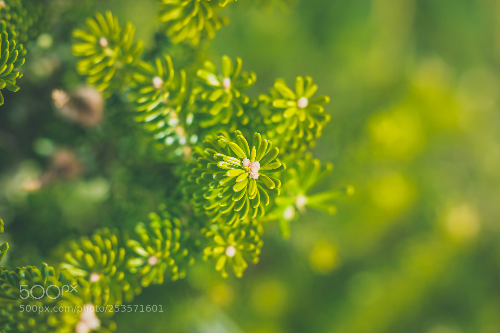 Nikon D5200 sample photo. Evergreen pine needles photography