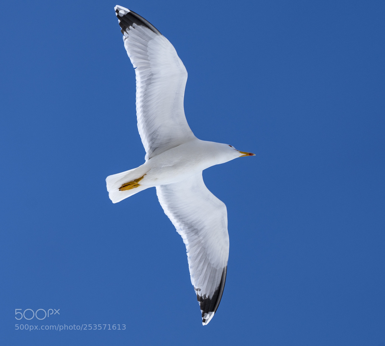 Sony a7 III sample photo. Birds photography