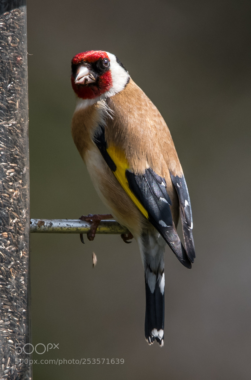 Nikon D850 sample photo. Goldfinch photography