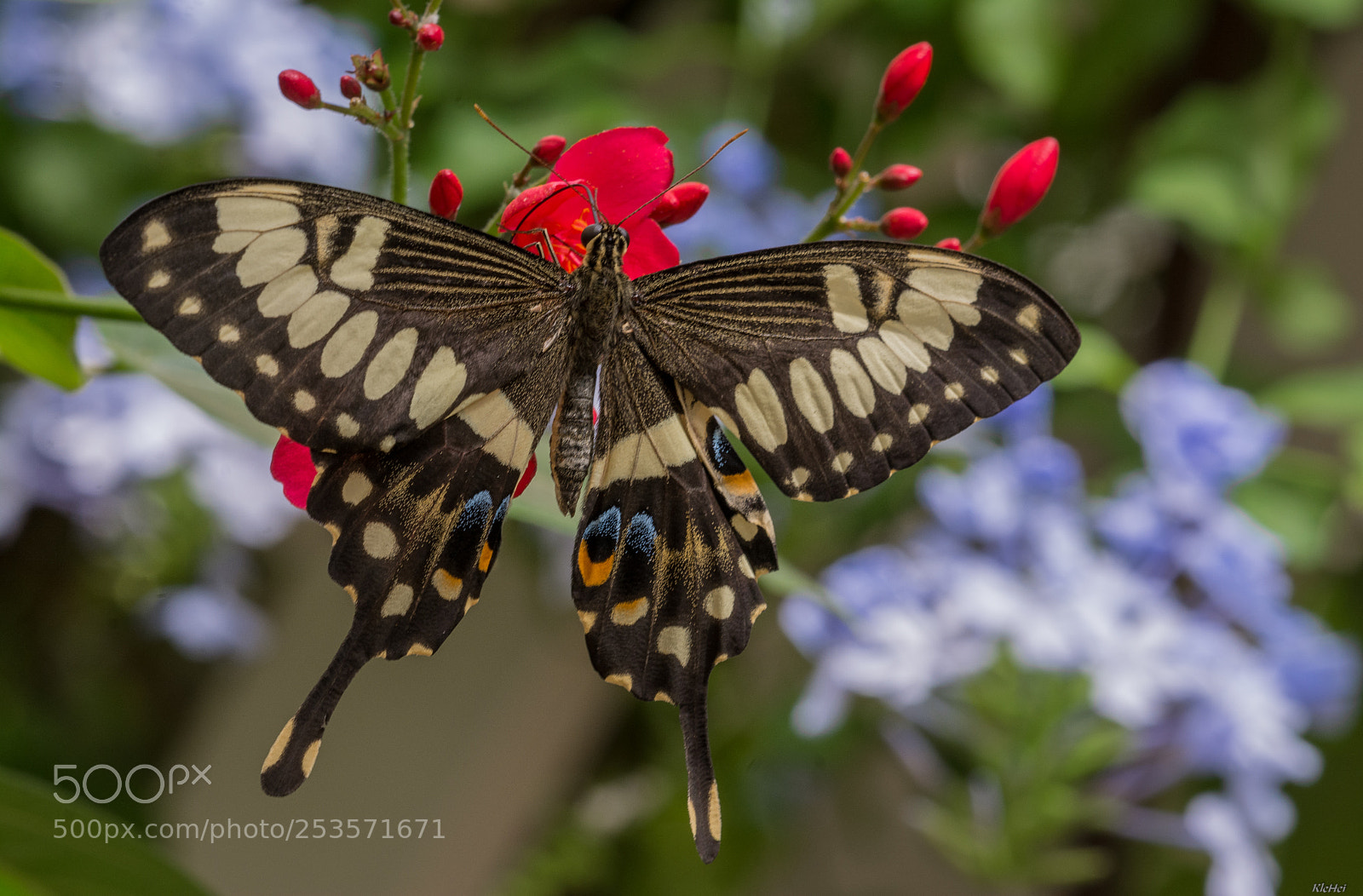 Nikon D7100 sample photo. Butterfly photography