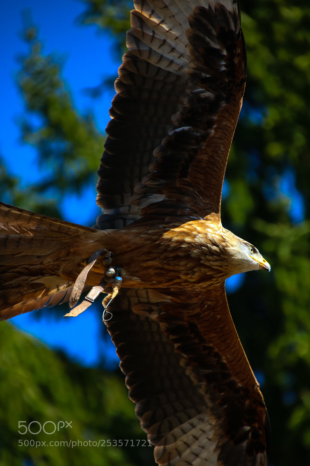 Canon EOS 750D (EOS Rebel T6i / EOS Kiss X8i) sample photo. Close to the flying photography