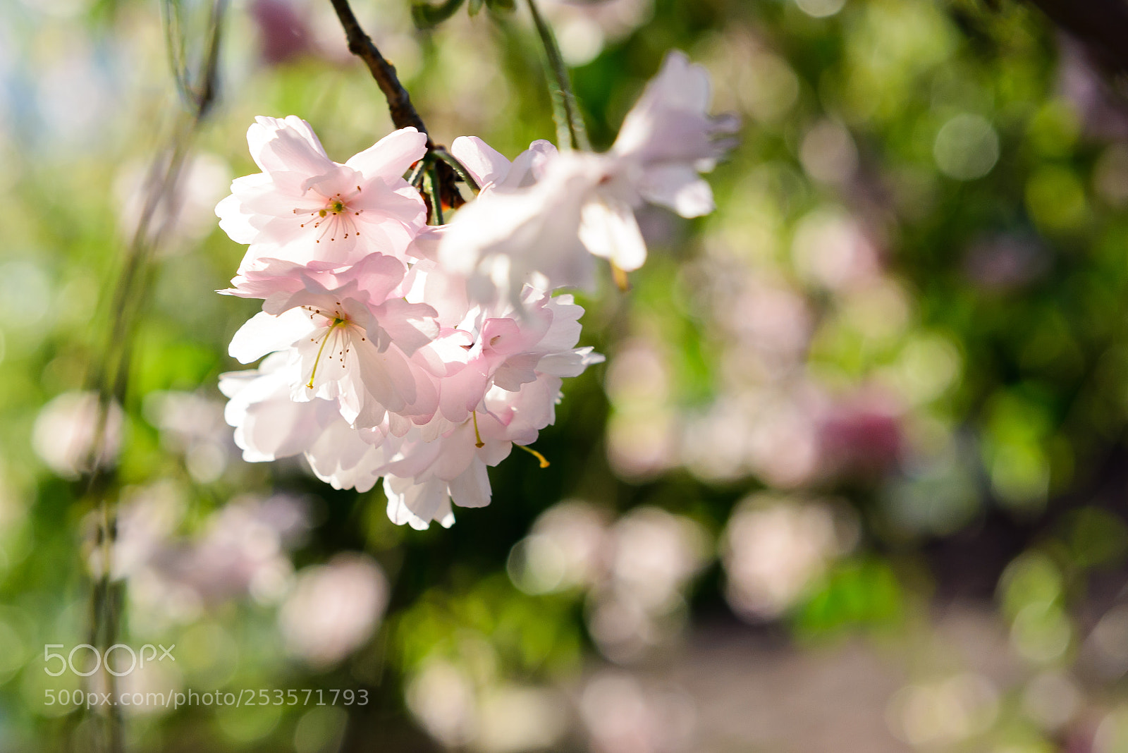 Nikon D610 sample photo. Cherry blossoms photography