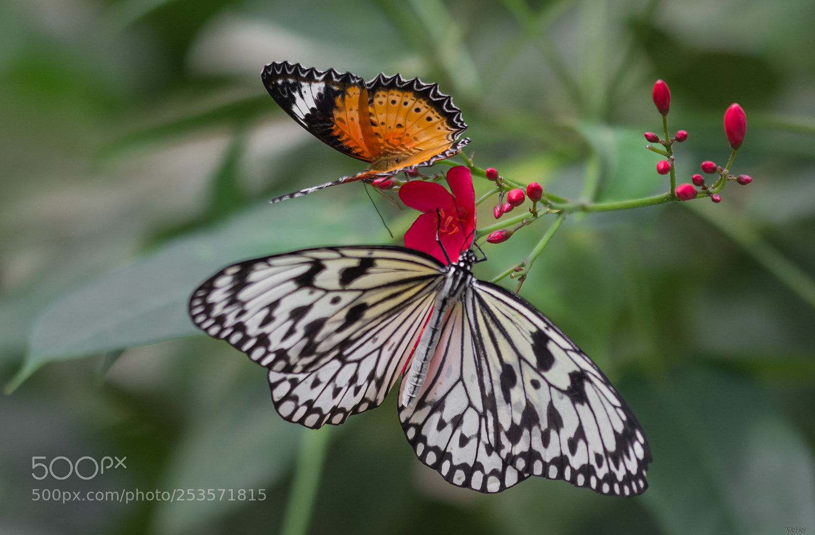 Nikon D7100 sample photo. Butterfly photography