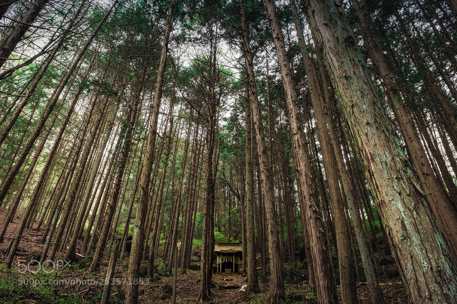 Fujifilm X-T2 sample photo. 立石神社 photography