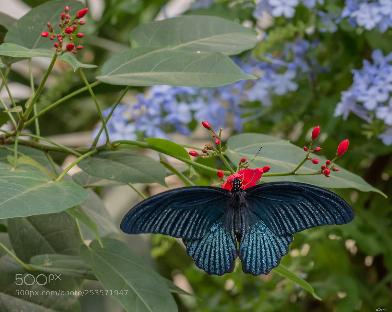 Nikon D7100 sample photo. Butterfly photography