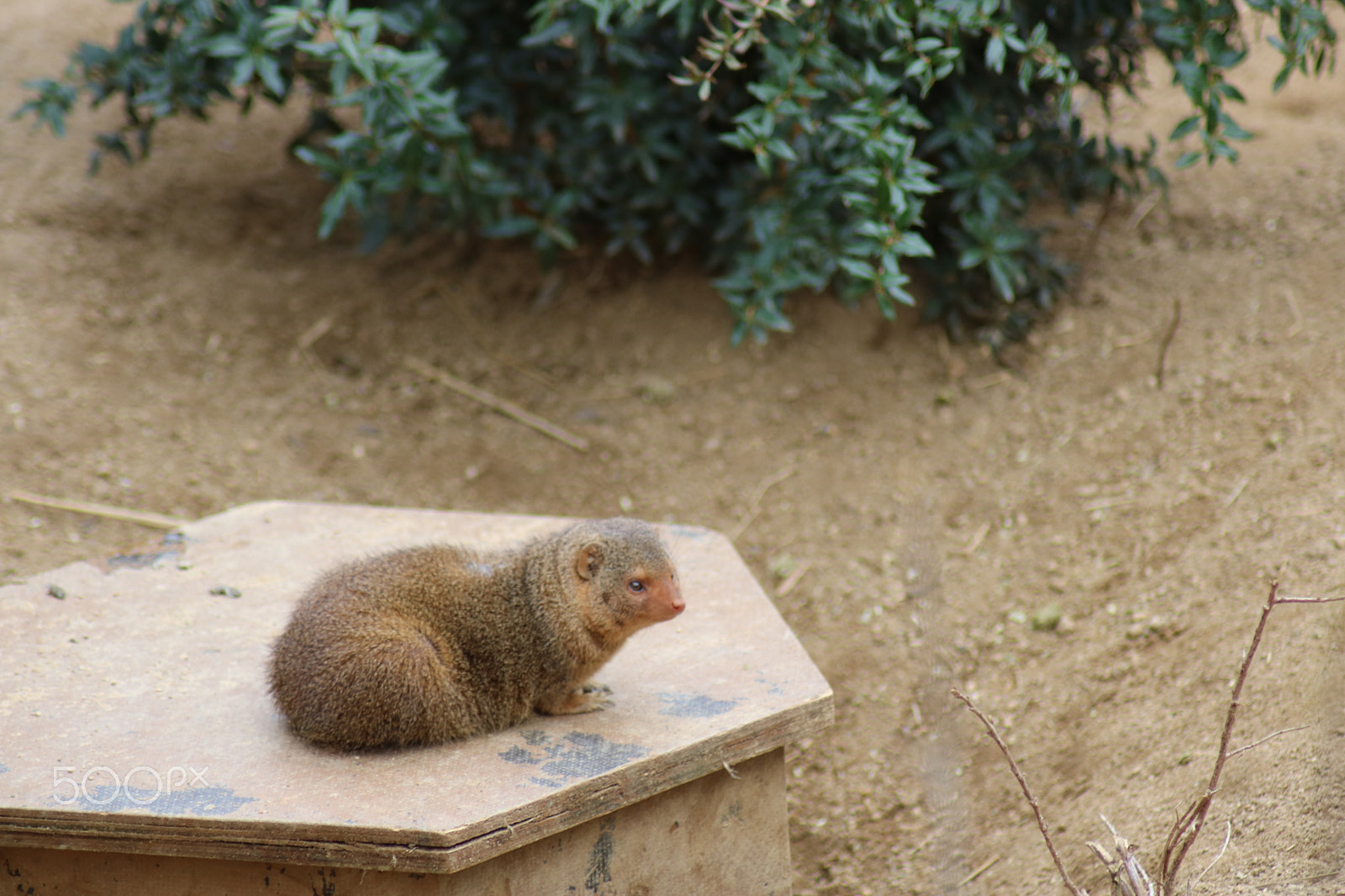 Canon EOS 750D (EOS Rebel T6i / EOS Kiss X8i) sample photo. Ausflug in den opelzoo photography