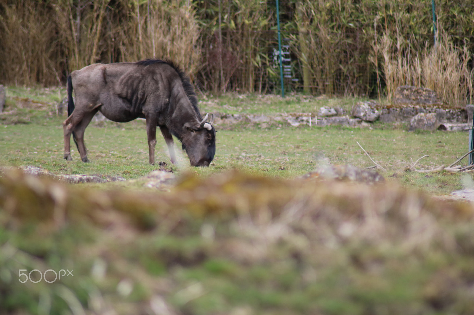 Canon EOS 750D (EOS Rebel T6i / EOS Kiss X8i) sample photo. Ausflug in den opelzoo photography