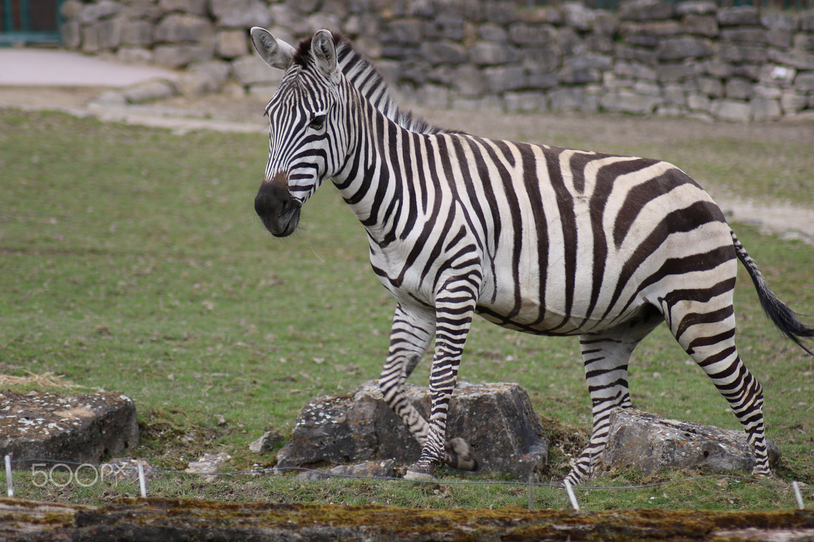 Canon EOS 750D (EOS Rebel T6i / EOS Kiss X8i) sample photo. Ausflug in den opelzoo photography