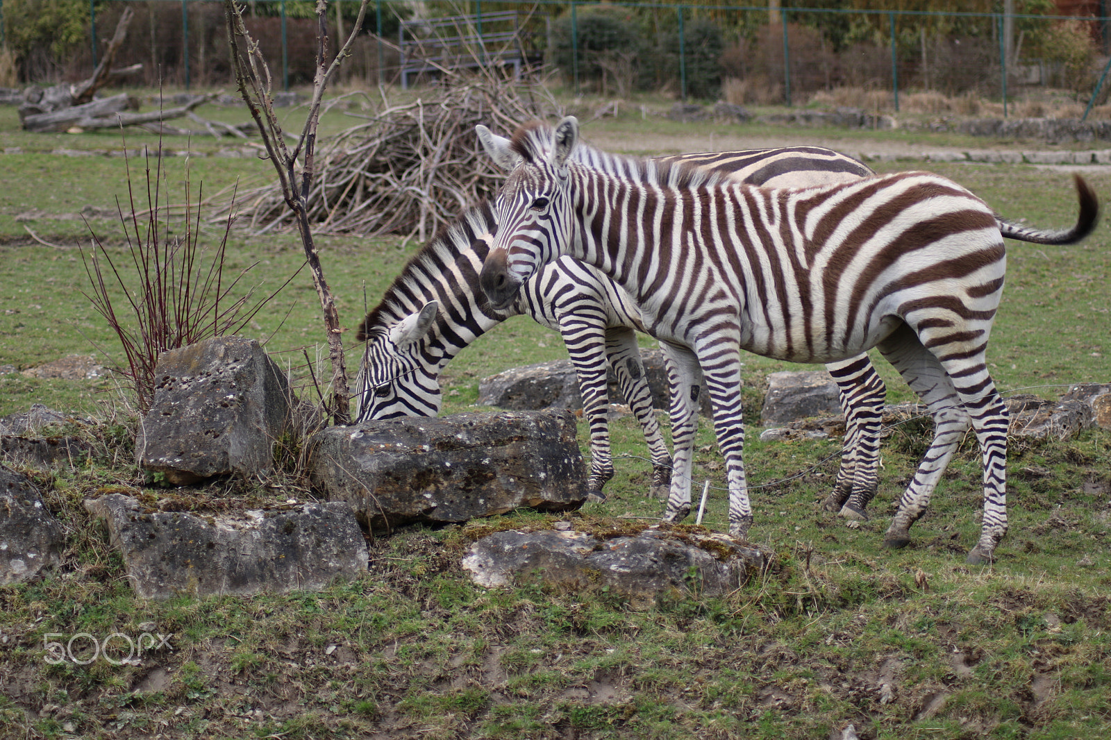 Canon EOS 750D (EOS Rebel T6i / EOS Kiss X8i) sample photo. Ausflug in den opelzoo photography