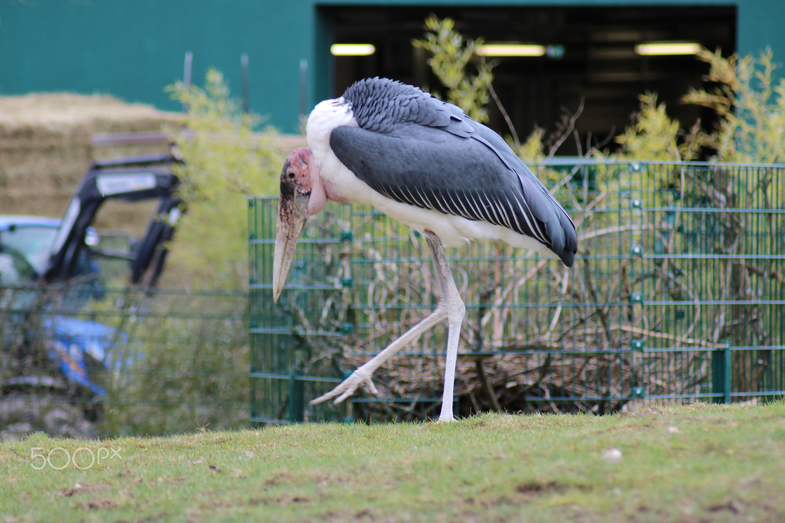 Canon EOS 750D (EOS Rebel T6i / EOS Kiss X8i) sample photo. Ausflug in den opelzoo photography