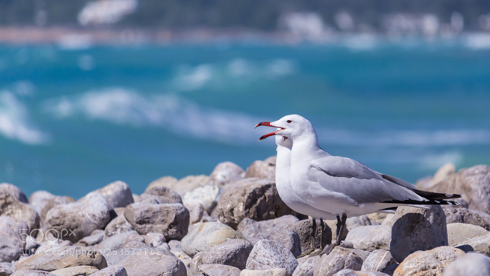 Canon EOS 100D (EOS Rebel SL1 / EOS Kiss X7) sample photo. Two gulls on the photography