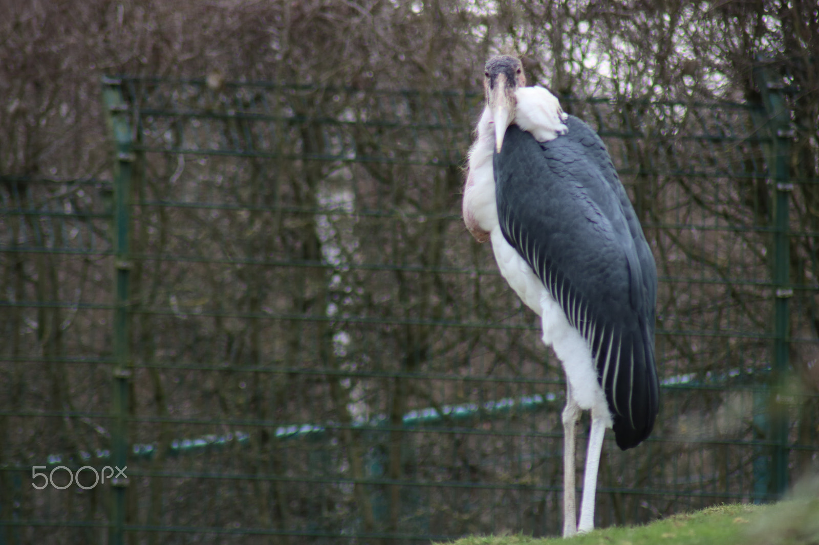 Canon EOS 750D (EOS Rebel T6i / EOS Kiss X8i) sample photo. Ausflug in den opelzoo photography