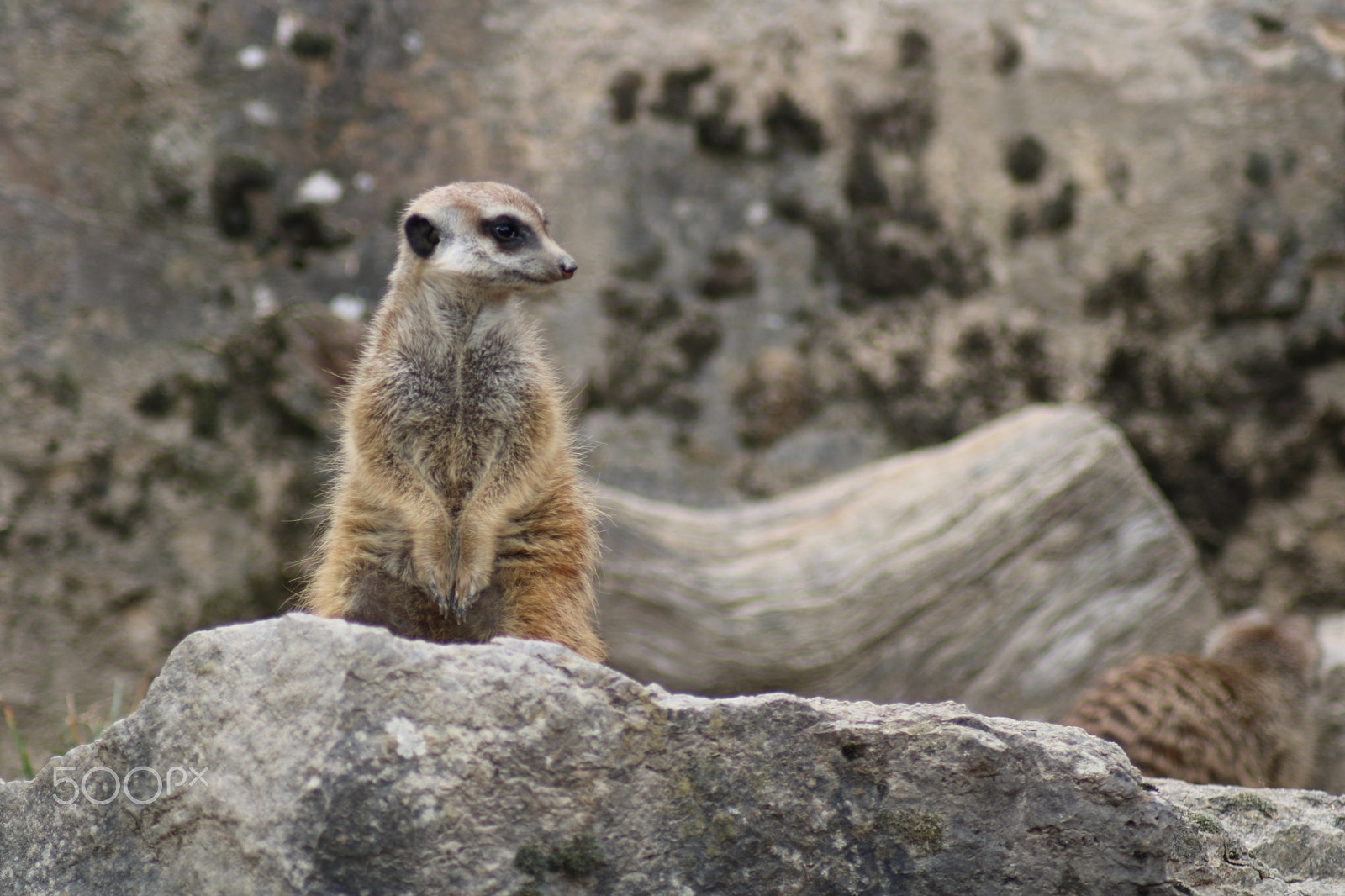 Canon EOS 750D (EOS Rebel T6i / EOS Kiss X8i) sample photo. Ausflug in den opelzoo photography