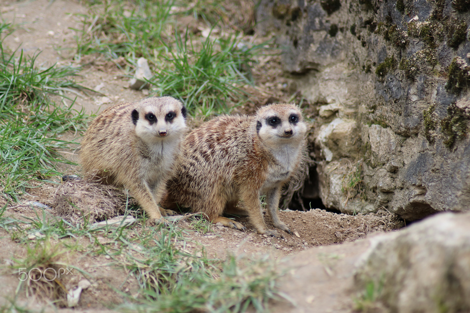 Canon EOS 750D (EOS Rebel T6i / EOS Kiss X8i) sample photo. Ausflug in den opelzoo photography