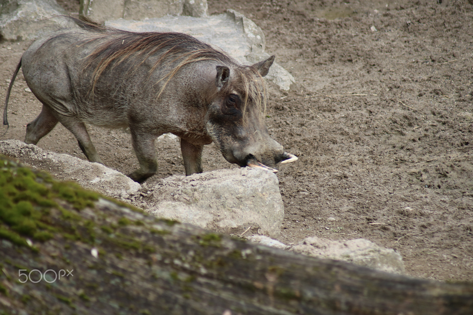 Canon EOS 750D (EOS Rebel T6i / EOS Kiss X8i) sample photo. Ausflug in den opelzoo photography