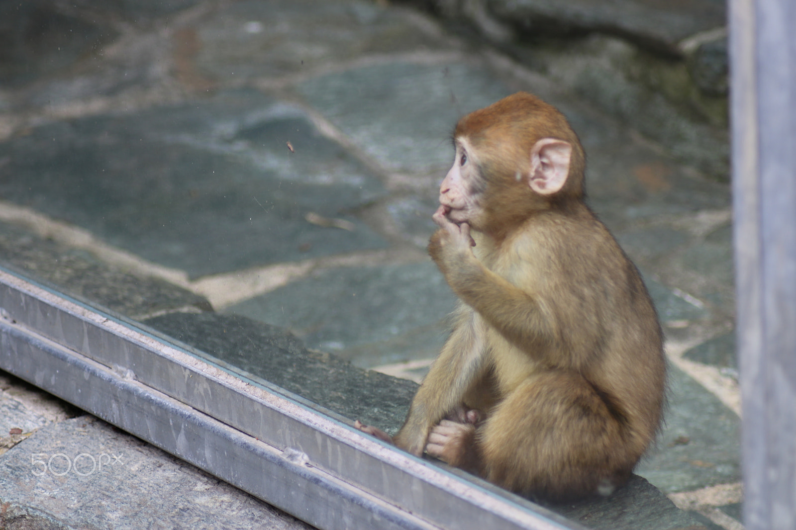Canon EOS 750D (EOS Rebel T6i / EOS Kiss X8i) sample photo. Ausflug in den opelzoo photography