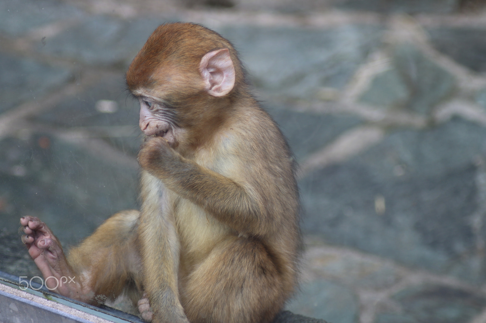 Canon EOS 750D (EOS Rebel T6i / EOS Kiss X8i) sample photo. Ausflug in den opelzoo photography