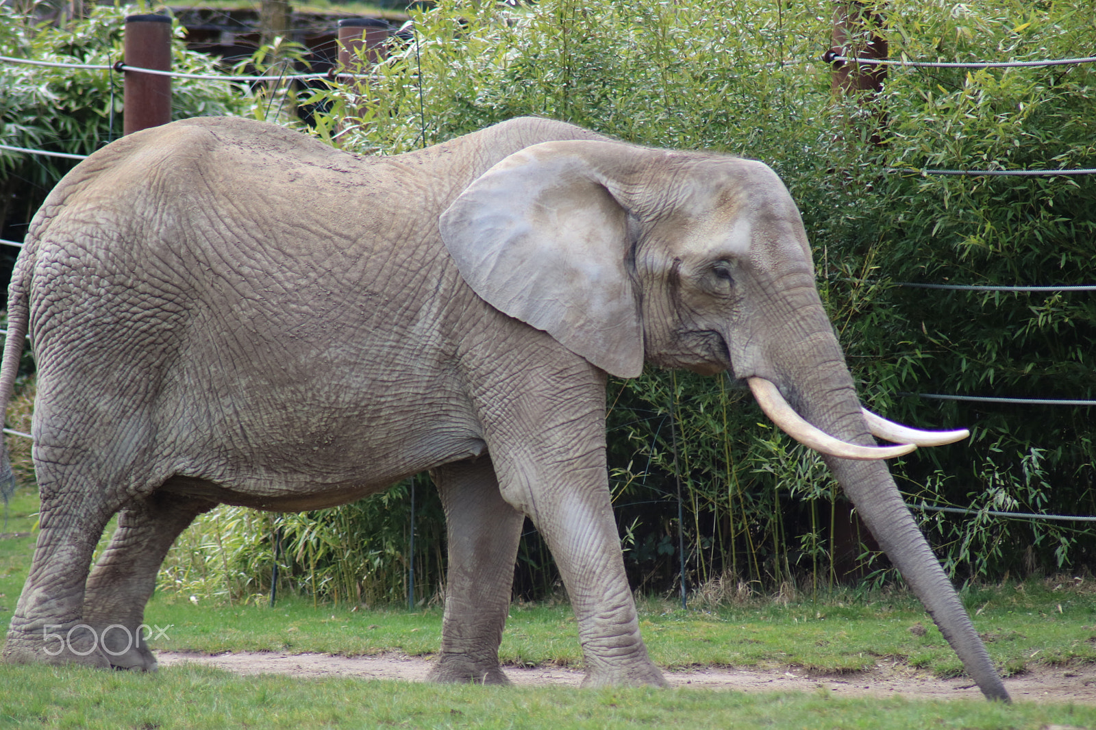 Canon EOS 750D (EOS Rebel T6i / EOS Kiss X8i) sample photo. Ausflug in den opelzoo photography