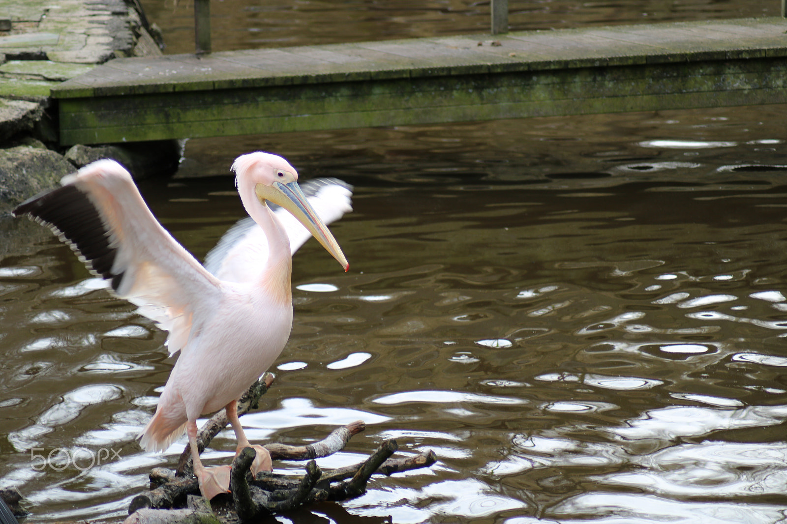 Canon EOS 750D (EOS Rebel T6i / EOS Kiss X8i) sample photo. Ausflug in den opelzoo photography