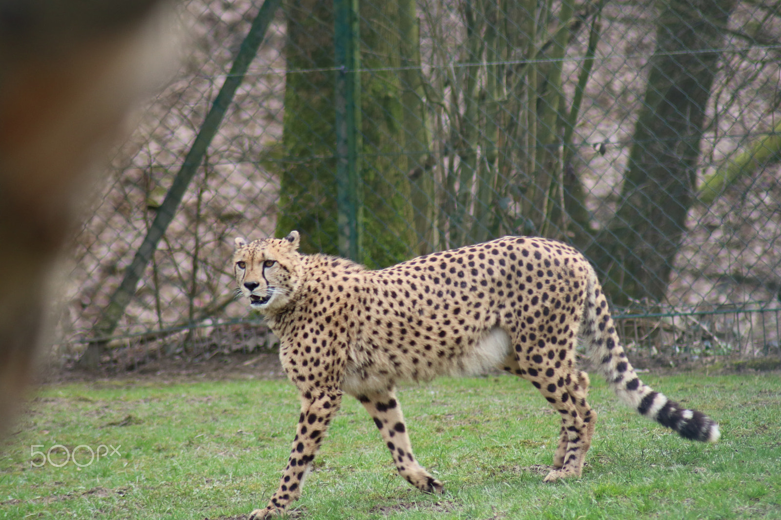 Canon EOS 750D (EOS Rebel T6i / EOS Kiss X8i) sample photo. Ausflug in den opelzoo photography