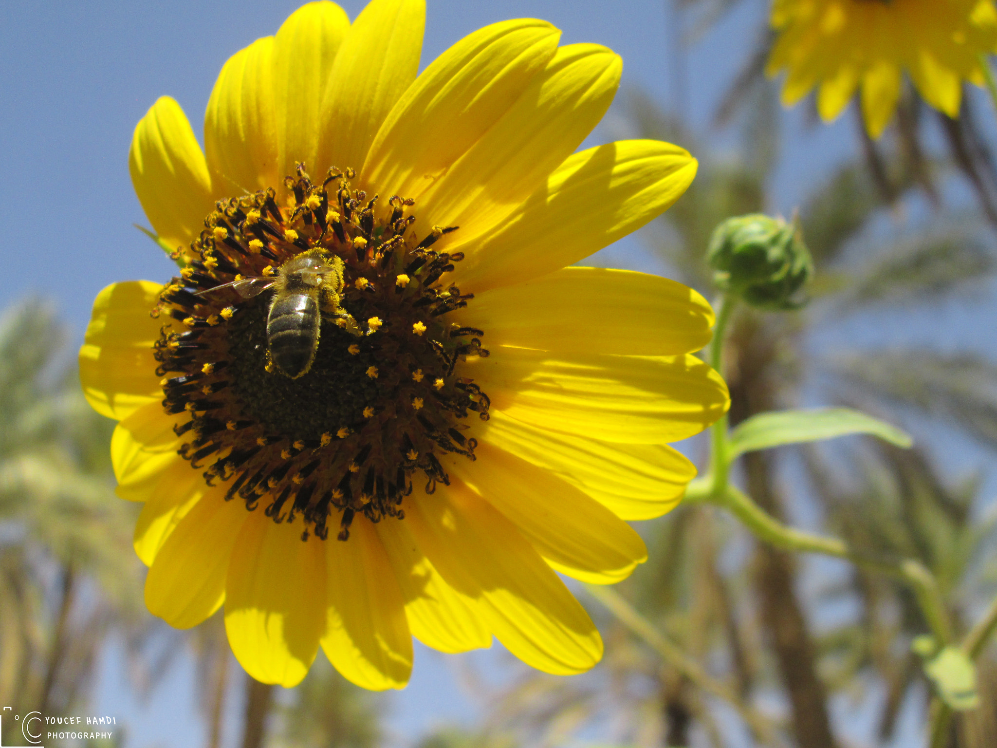 Canon PowerShot A2500 sample photo. The work of bees . photography