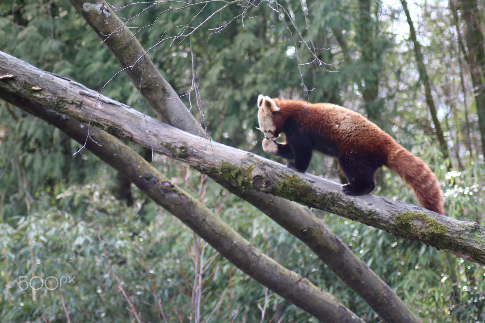 Canon EOS 750D (EOS Rebel T6i / EOS Kiss X8i) sample photo. Ausflug in den opelzoo photography