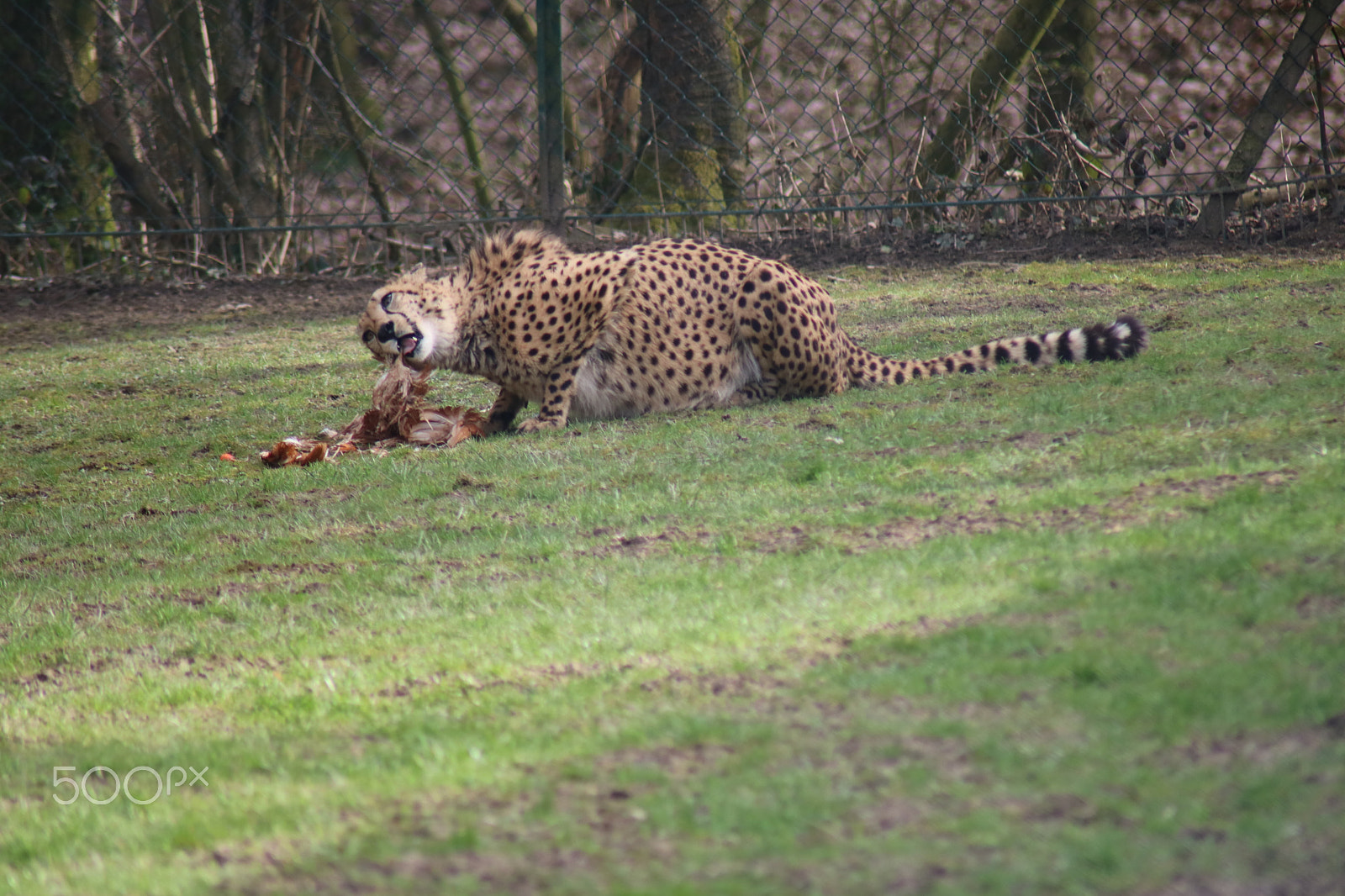 Canon EOS 750D (EOS Rebel T6i / EOS Kiss X8i) sample photo. Ausflug in den opelzoo photography