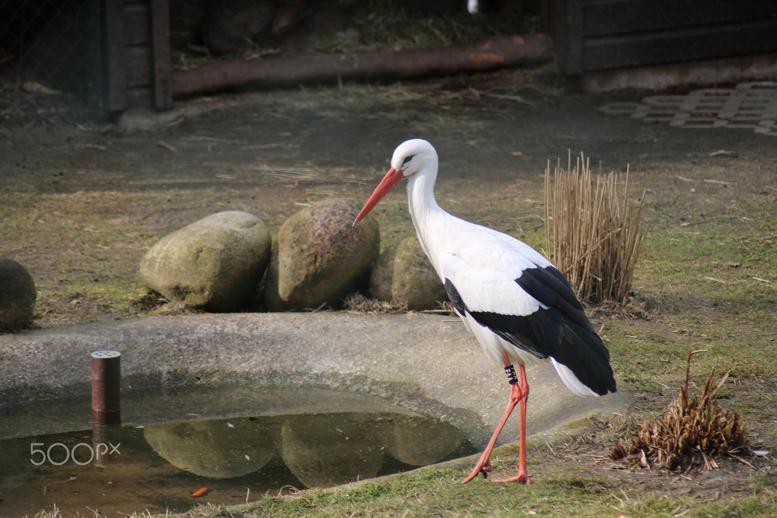 Canon EOS 750D (EOS Rebel T6i / EOS Kiss X8i) sample photo. Ausflug in den opelzoo photography
