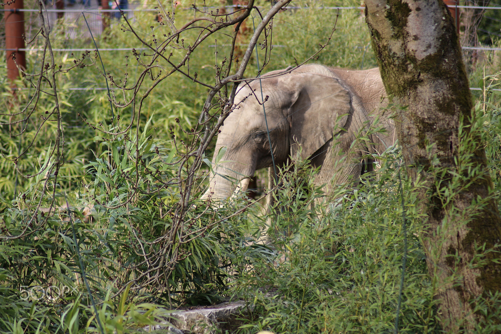 Canon EOS 750D (EOS Rebel T6i / EOS Kiss X8i) sample photo. Ausflug in den opelzoo photography