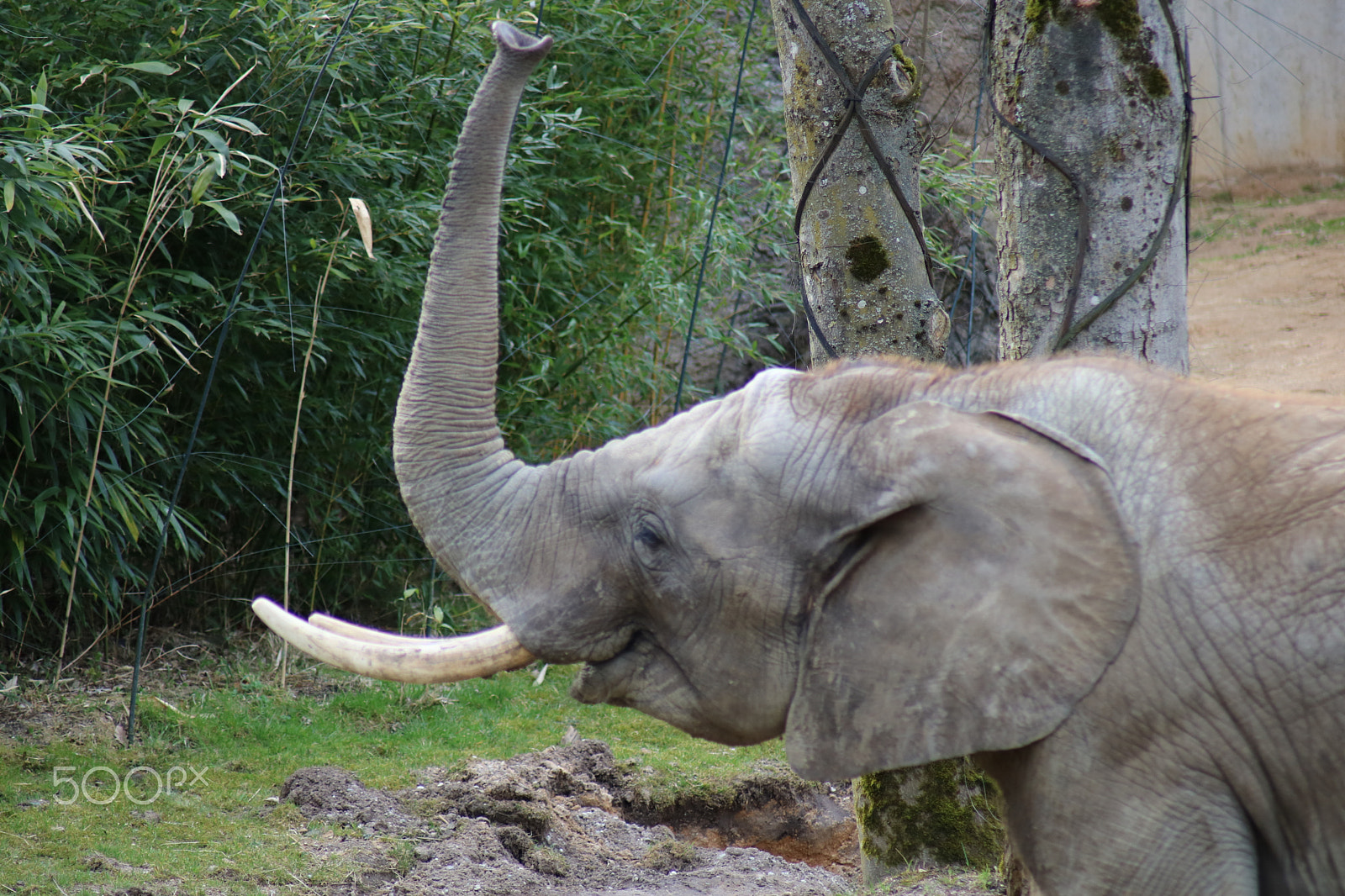 Canon EOS 750D (EOS Rebel T6i / EOS Kiss X8i) sample photo. Ausflug in den opelzoo photography