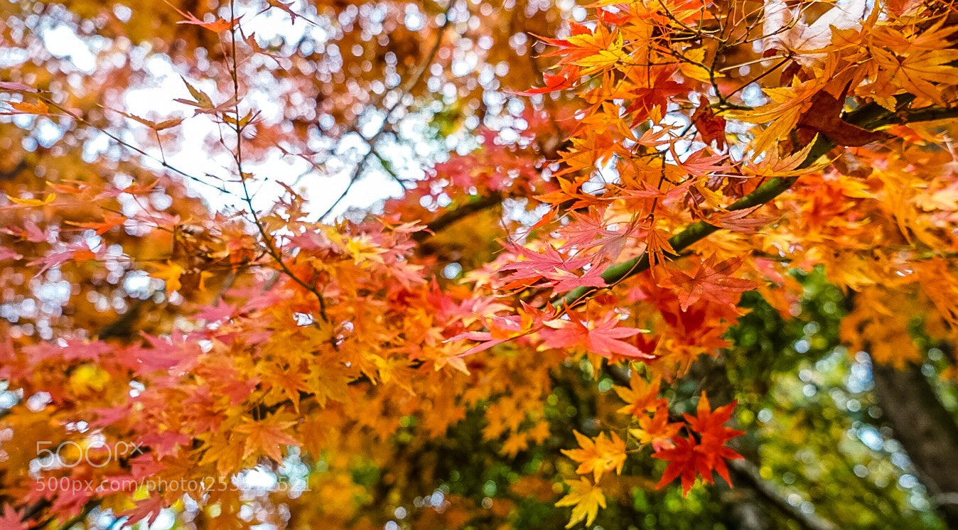 Sony a7 sample photo. Untitled photography