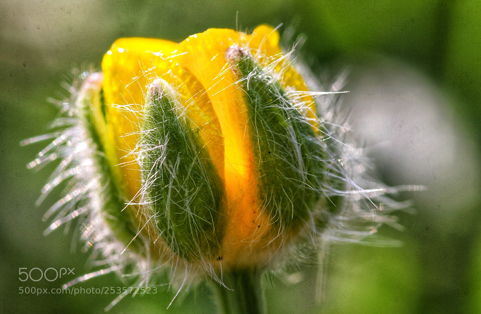 Canon EOS 7D sample photo. Prova macro photography