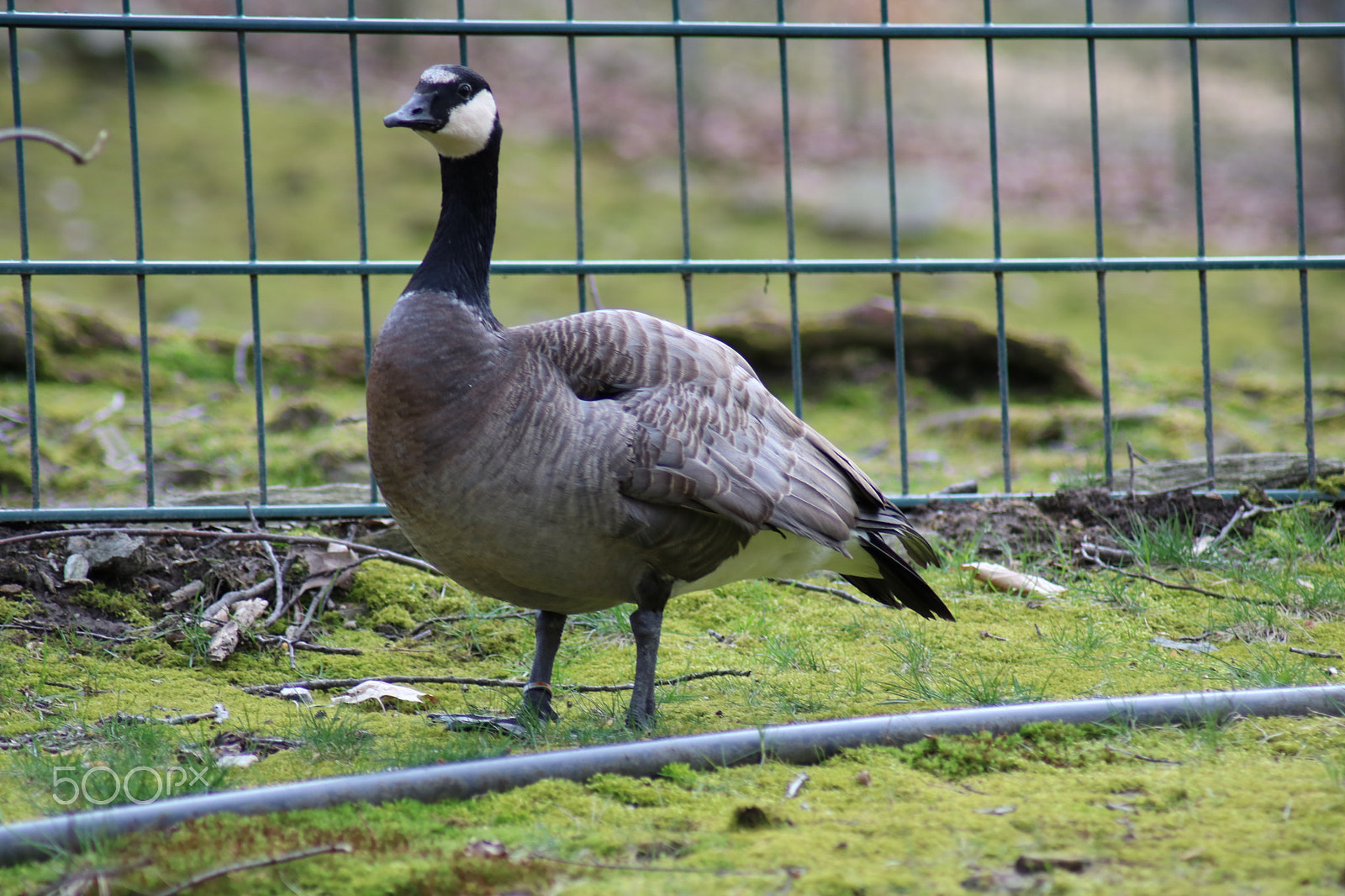 Canon EOS 750D (EOS Rebel T6i / EOS Kiss X8i) sample photo. Ausflug in den opelzoo photography