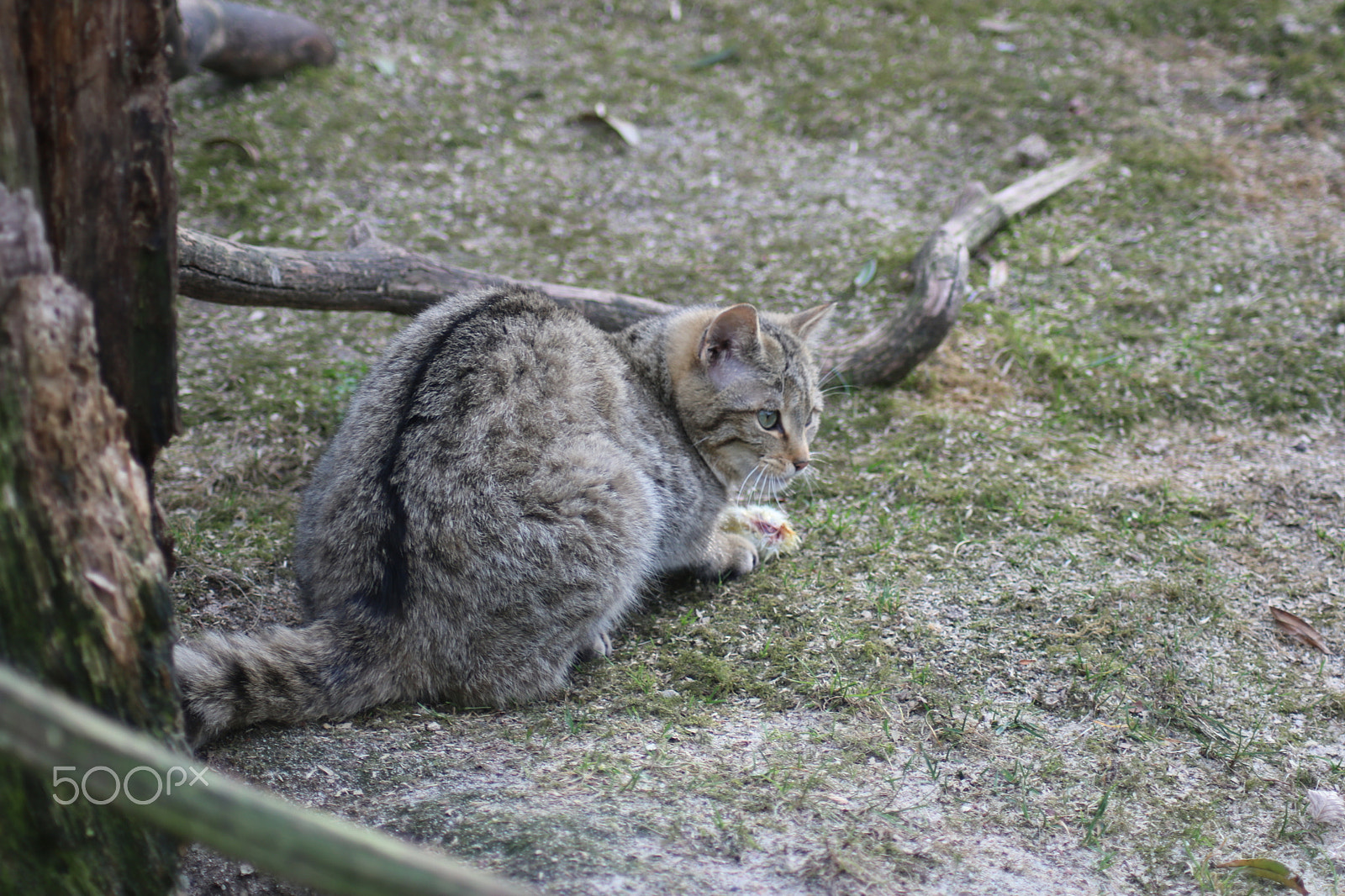 Canon EOS 750D (EOS Rebel T6i / EOS Kiss X8i) sample photo. Wildkatze beim abendessen photography