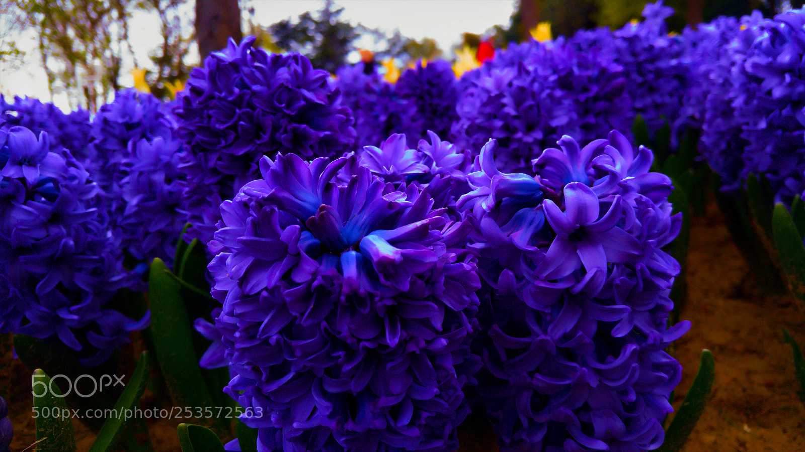 LG G4 sample photo. Purple photography