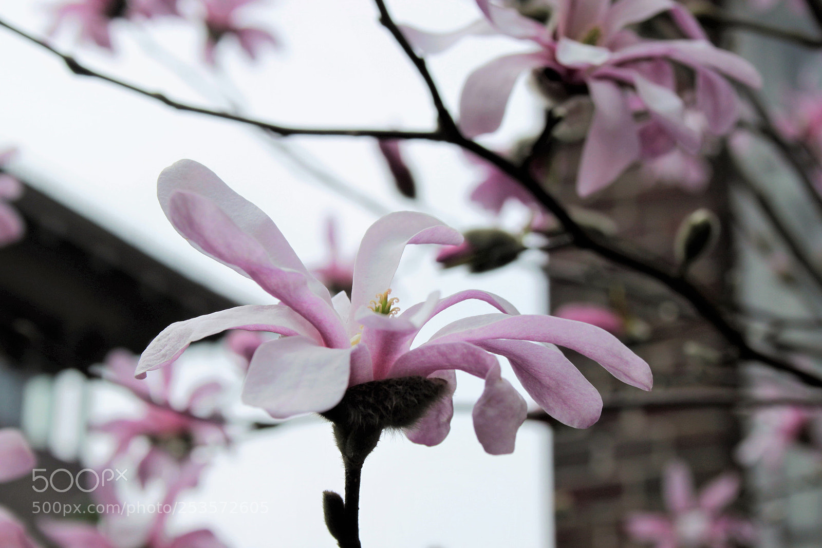 Canon EOS 500D (EOS Rebel T1i / EOS Kiss X3) sample photo. Magnolia photography
