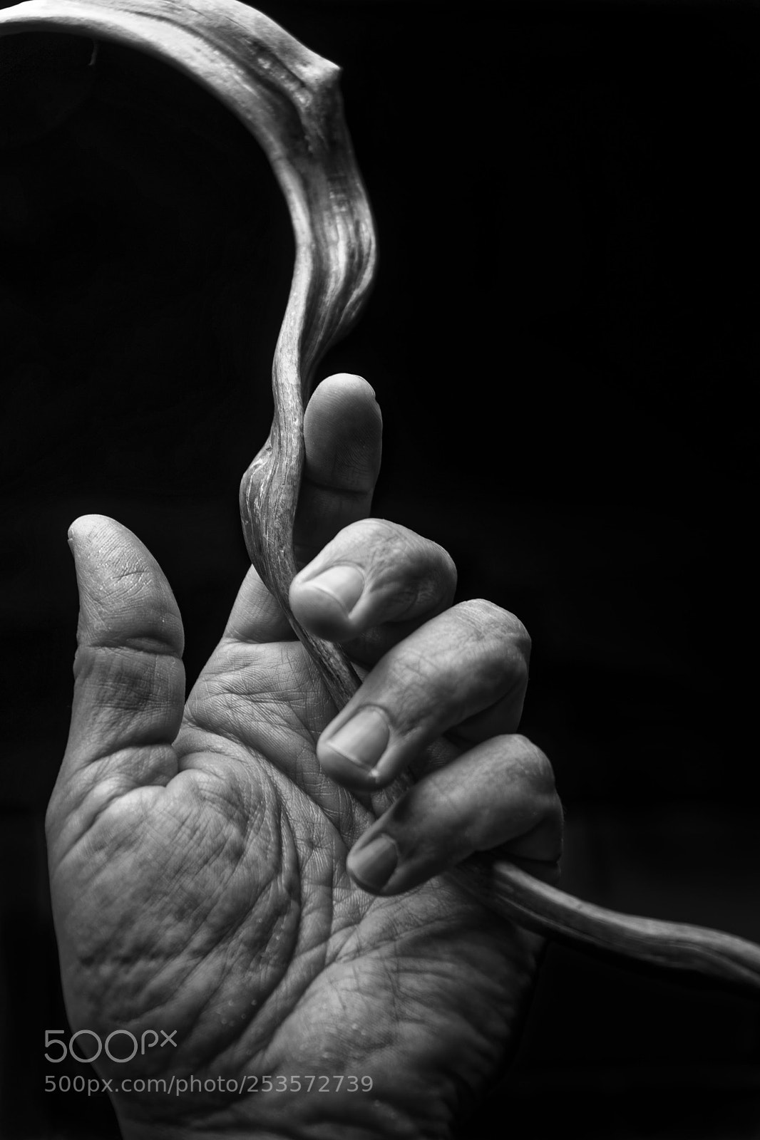 Sony a6300 sample photo. Roots photography