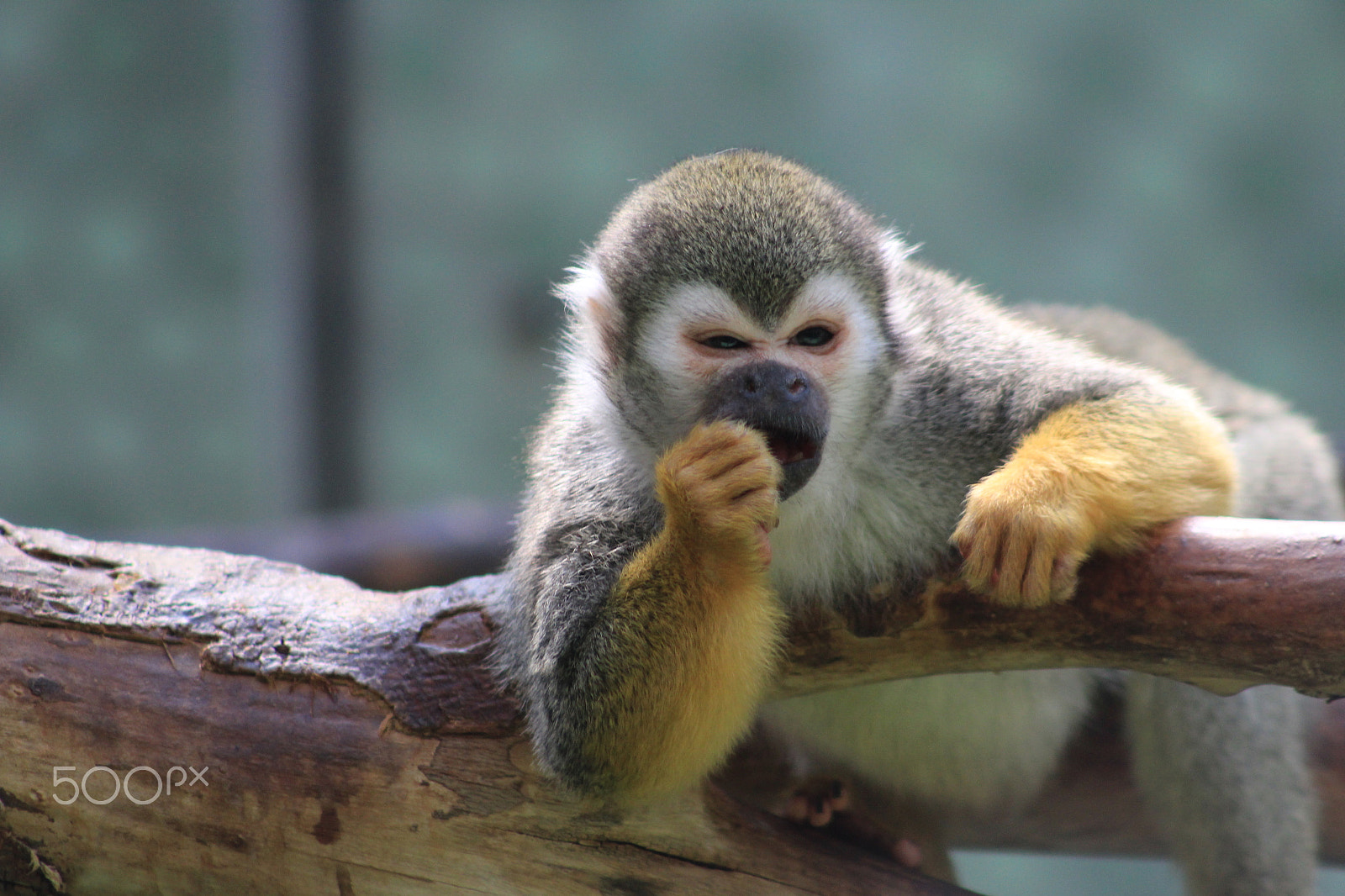 Canon EF 75-300mm f/4-5.6 USM sample photo. Monkey in zoo photography