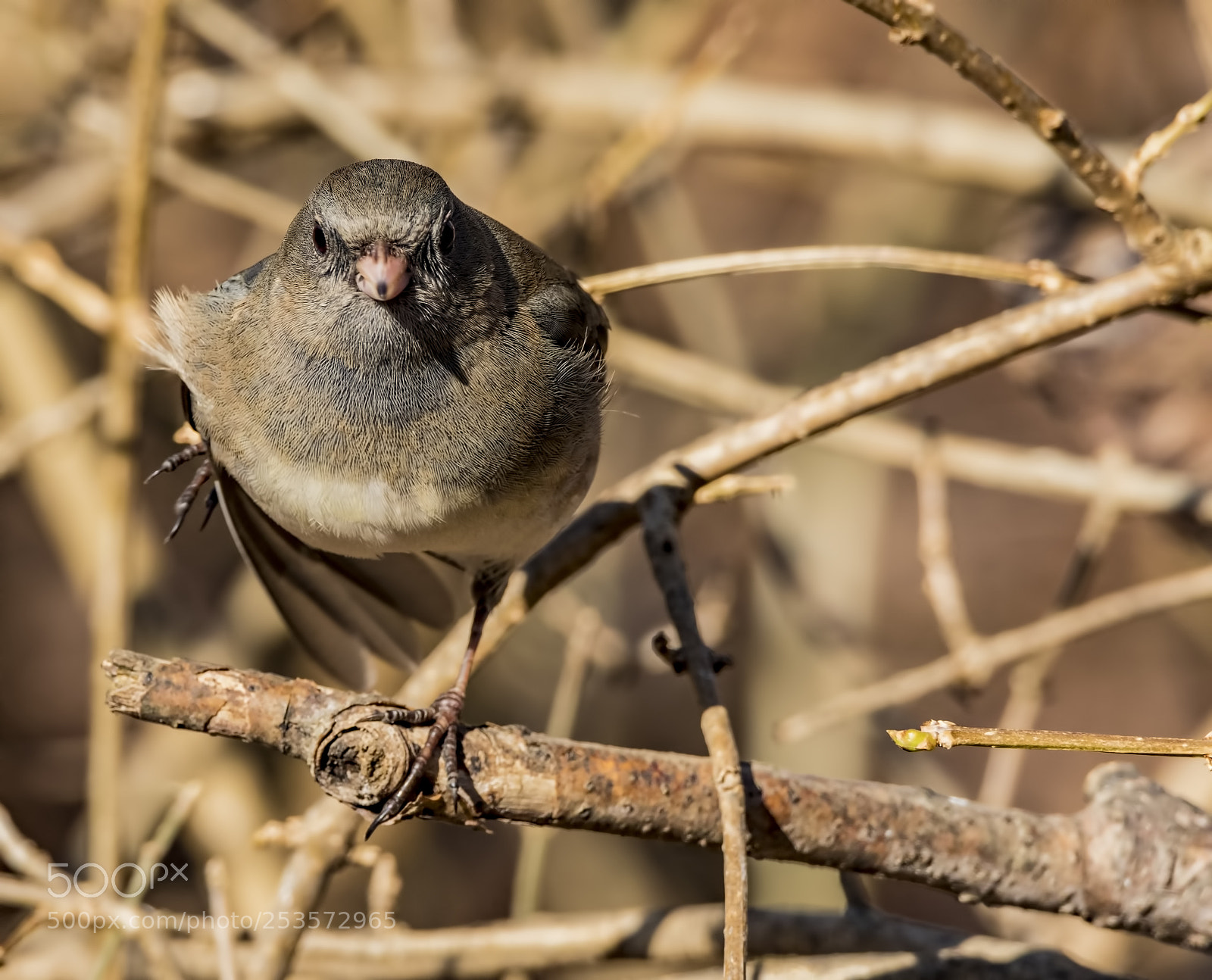 Canon EOS 7D Mark II sample photo. Dark-eyed junco photography