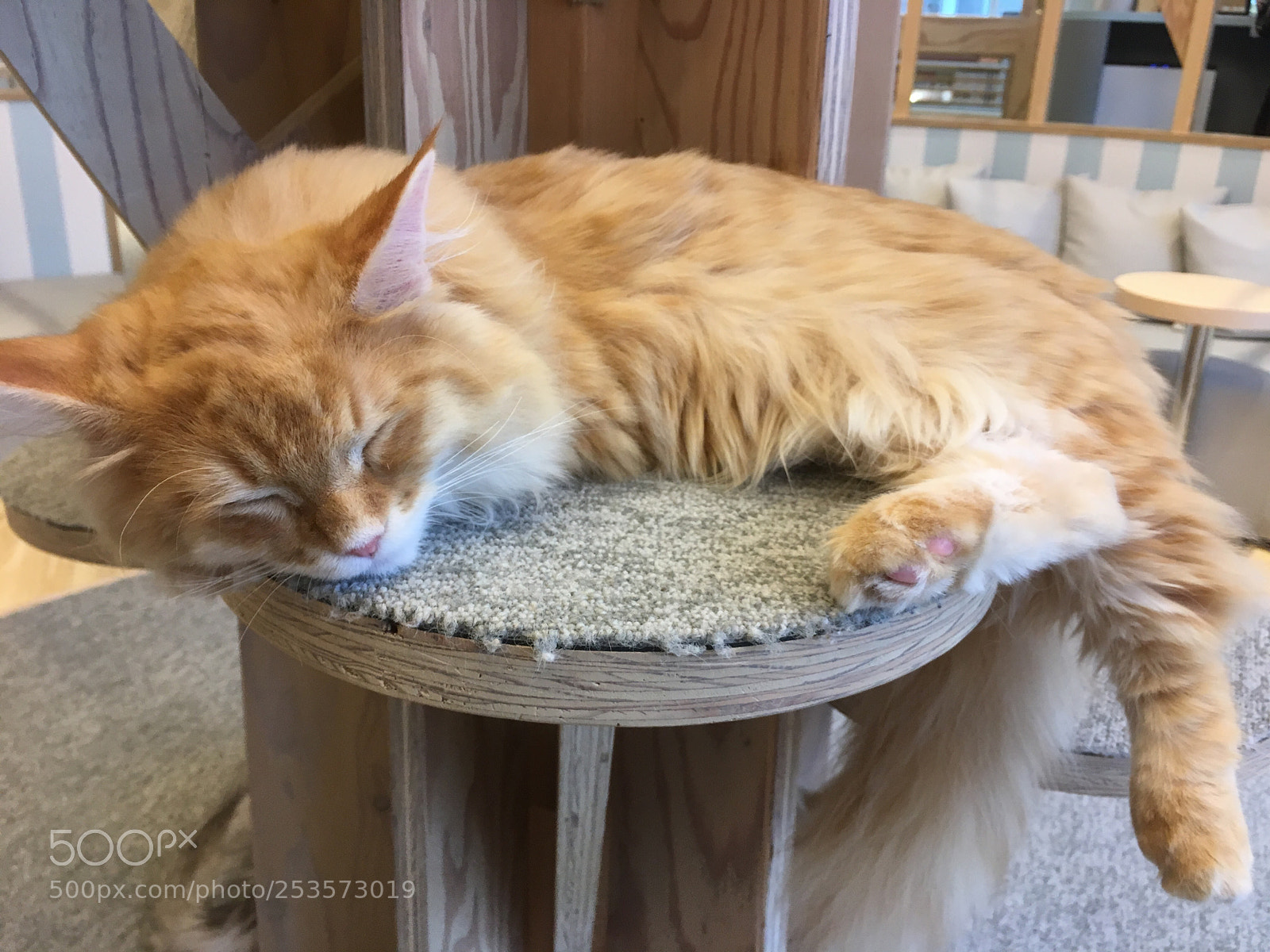 Apple iPhone SE sample photo. Sleeping cat photography