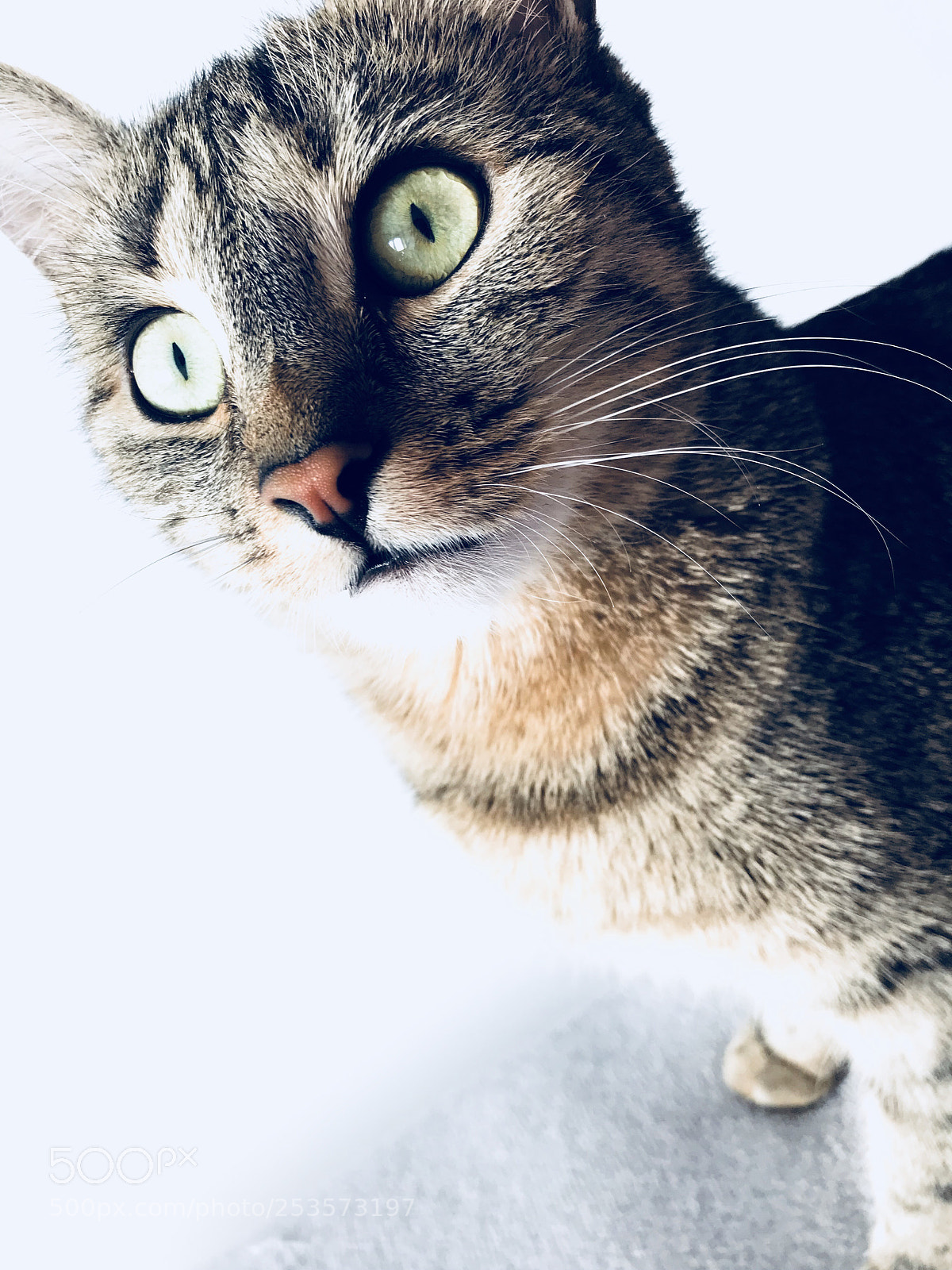 Apple iPhone 7 sample photo. Untitled photography