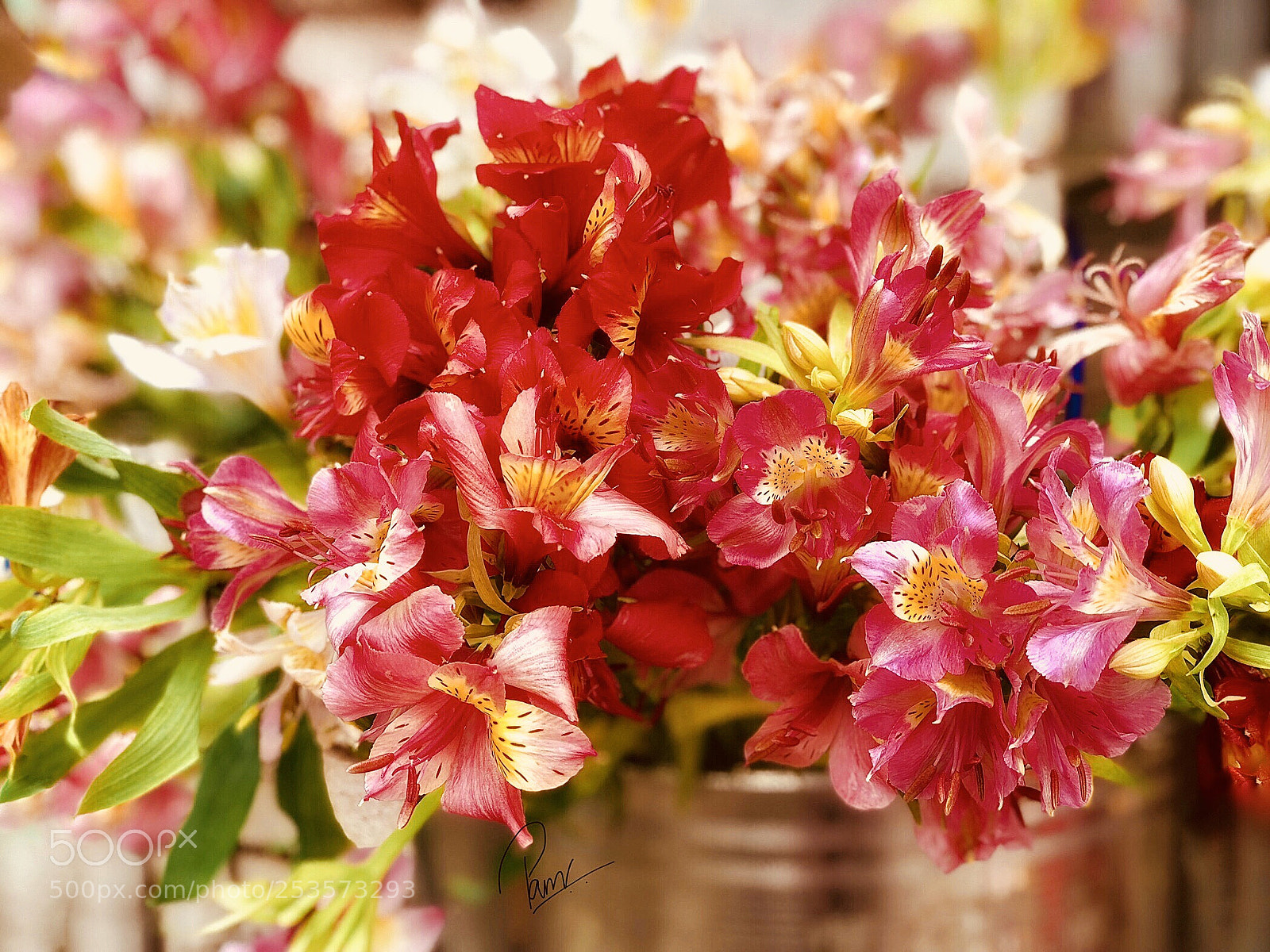 Apple iPhone 8 Plus sample photo. Alstroemeria
 photography
